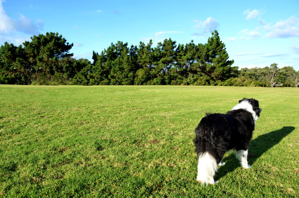 边境牧羊犬图片下载
