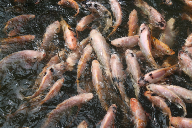 池塘里有锦鲤图片下载