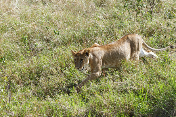 小狮子在稀树大草原上行走图片下载