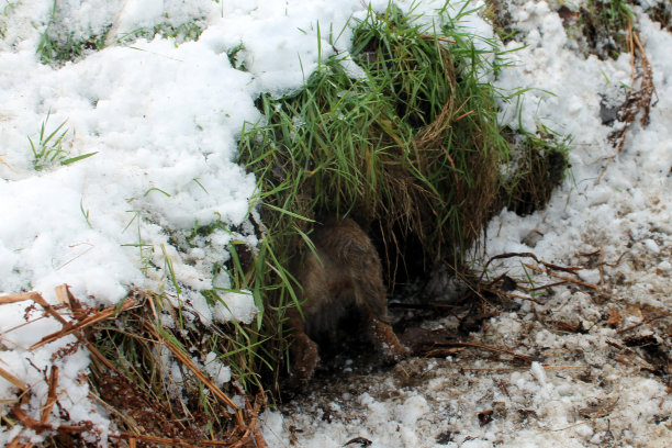 雌性边境梗在冬天标记地下害虫图片下载