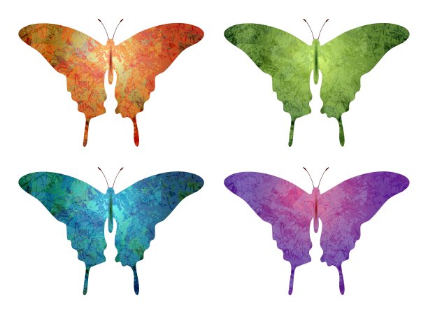 蝴蝶孤立在白色背景上图片下载