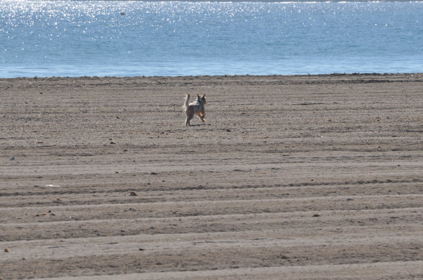 小狗在海滩上奔跑图片下载