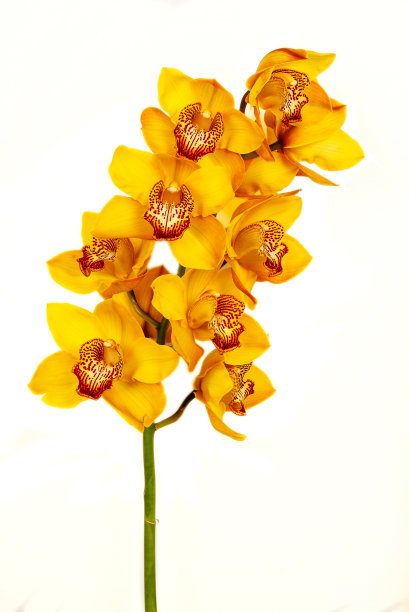 黄色的兰花图片下载