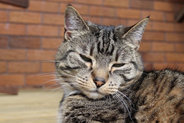 近距离晒家猫脸图片下载