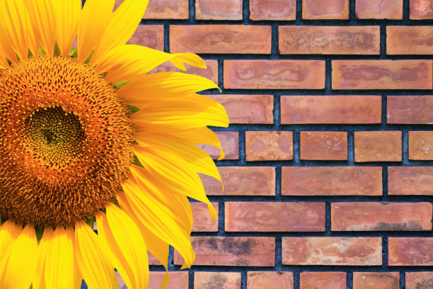 向日葵的砖墙背景图片下载