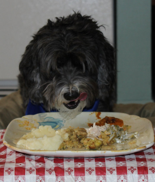 哈瓦那狗吃感恩节晚餐图片下载
