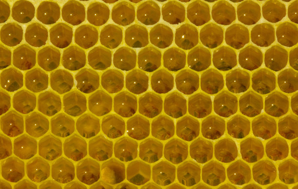 花蜜和蜂蜜在新巢图片下载