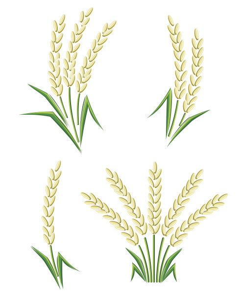 大米。向量图片下载