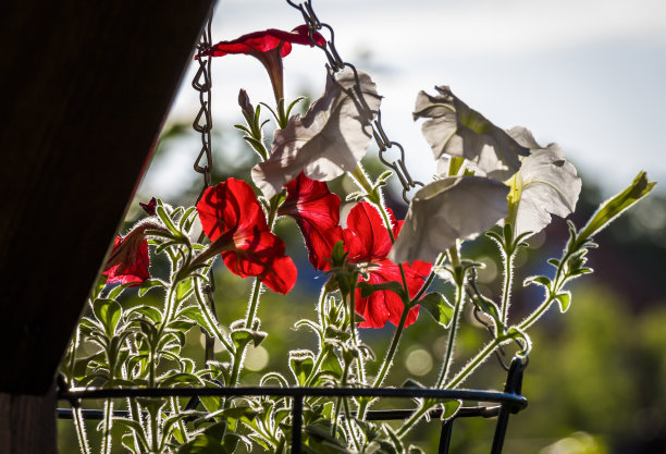 花植物锅图片下载