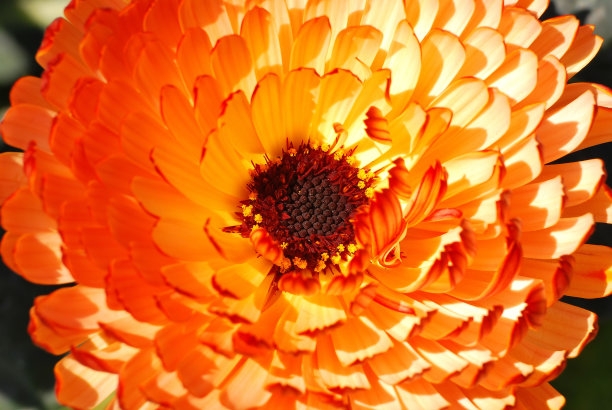 火红的花瓣和种子中心对着绿色的背图片下载