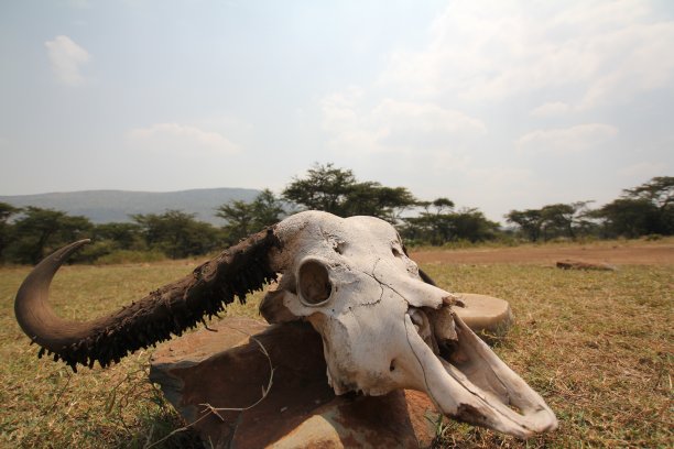 骷髅在射程内图片下载