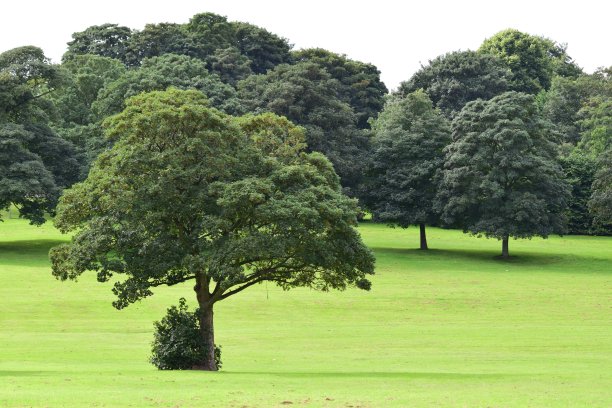 孤独的树图片下载