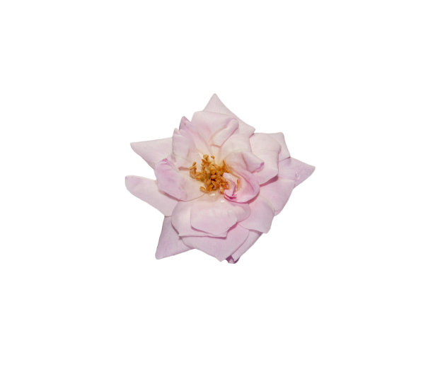 玫瑰花图片下载