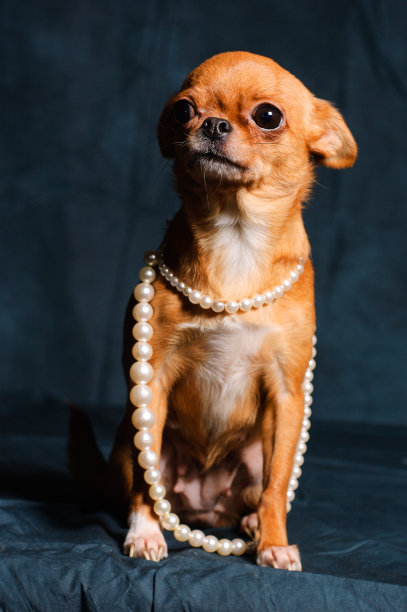 工作室里的红发吉娃娃图片下载