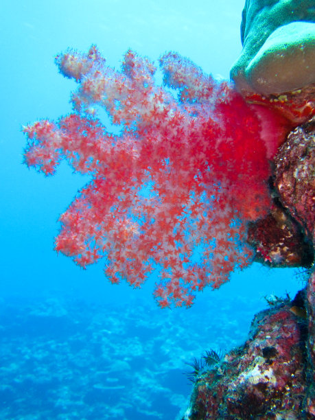 红色珊瑚树图片下载