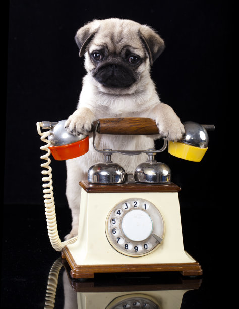 小哈巴狗图片下载