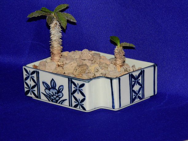 Castus -沙漠椰子图片下载