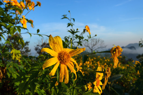泰国美丽的黄花——金盏花图片下载