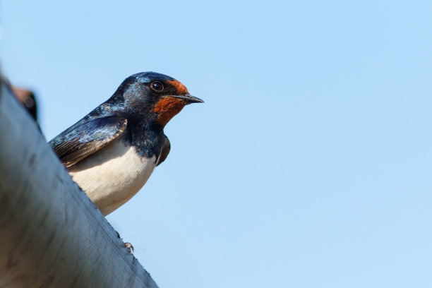 谷仓燕子坐在屋顶上素材图片