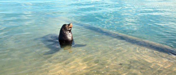 加州海狮在卡波圣卢卡斯码头摆姿势图片下载