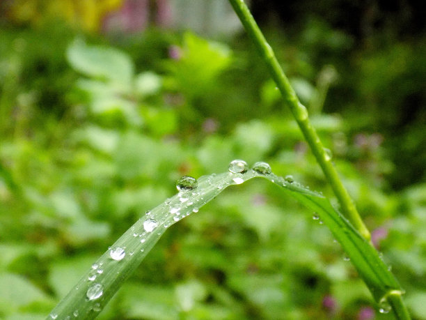 雨落在草叶上图片下载