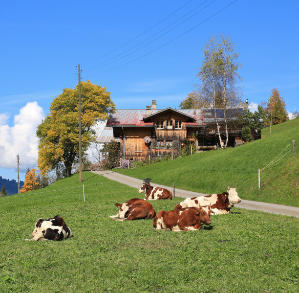 一群正在休息的牛，在瑞士阿尔卑斯山脉的风光图片下载