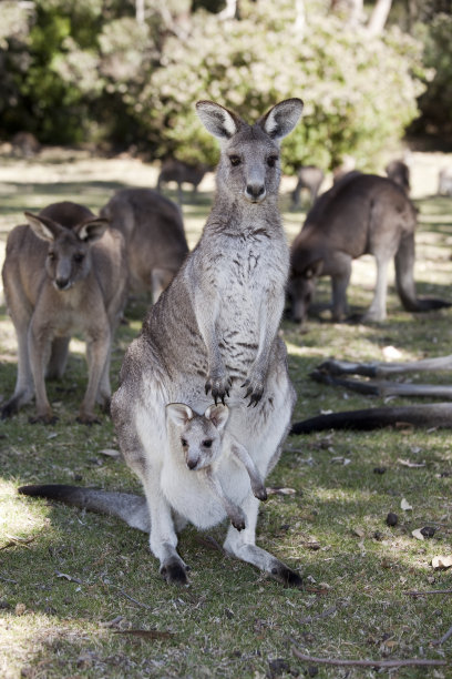 袋鼠图片下载