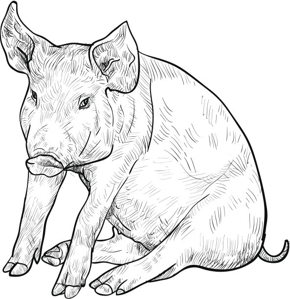 画的猪图片下载