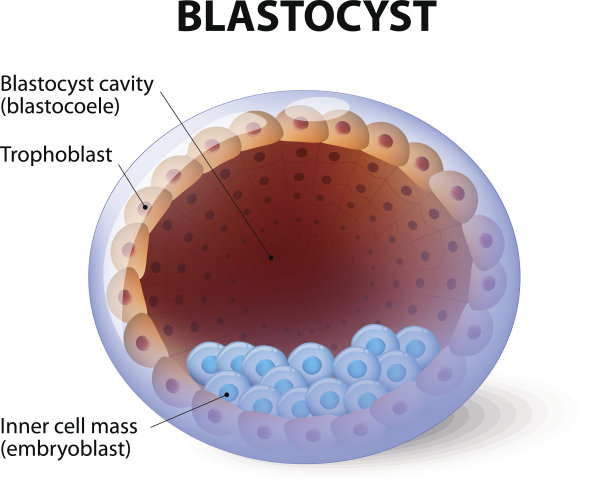 人类囊胚，内有细胞团块图片下载