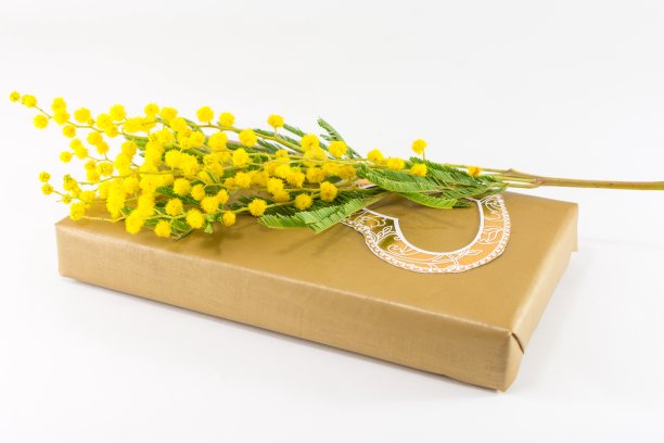 含羞草包裹在礼物上图片下载