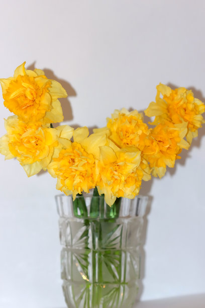 水仙花儿图片下载