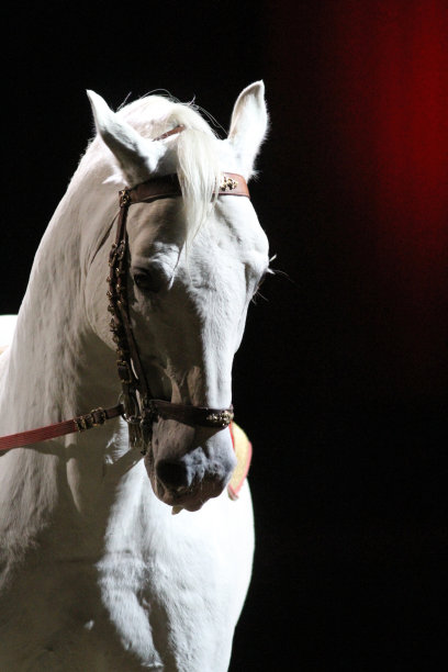 灰色利比扎纳种马对着红灯摆姿势图片下载