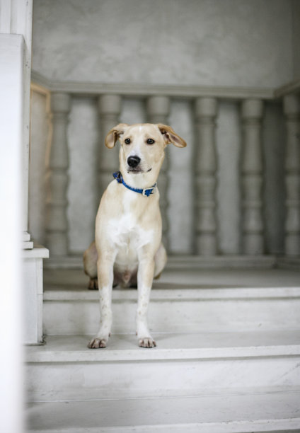 白色米色的狗坐在楼梯上等着图片下载