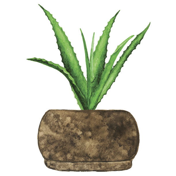 水彩肉质室内植物，龙舌兰仙人掌图片下载