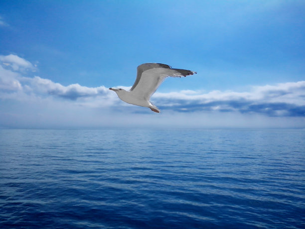 上面的海鸥图片下载