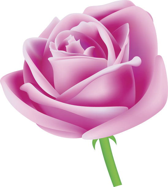 玫瑰图片下载