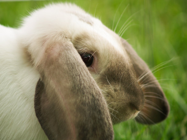 野外的兔子图片下载