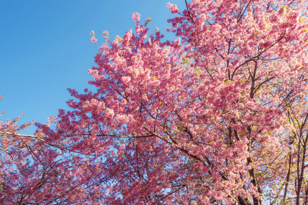 泰国的樱花图片下载