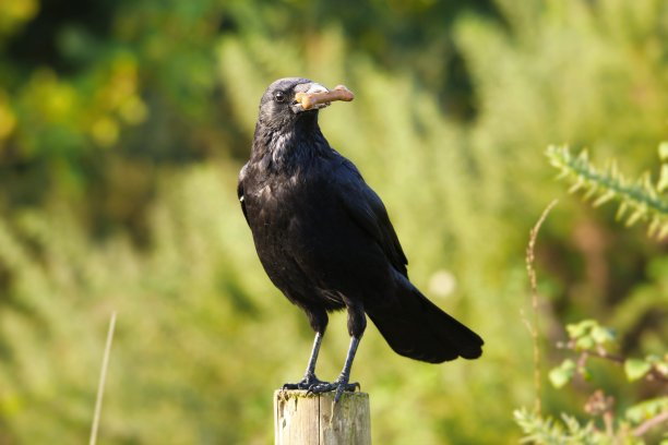 乌鸦吃狗饼干图片下载