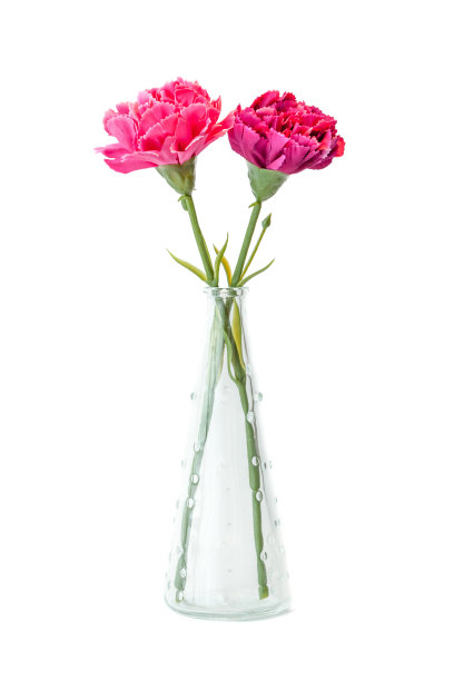 康乃馨照片素材ID：130543132