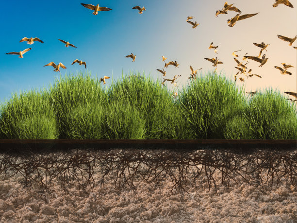 布什种植图片下载