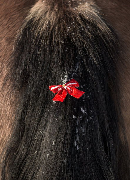 红色蝴蝶结的圣诞马尾图片下载