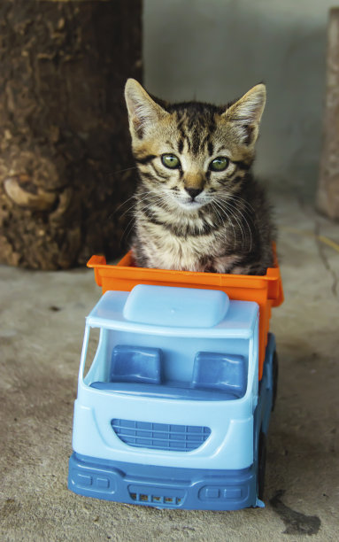 小猫坐在蓝色玩具卡车里图片下载