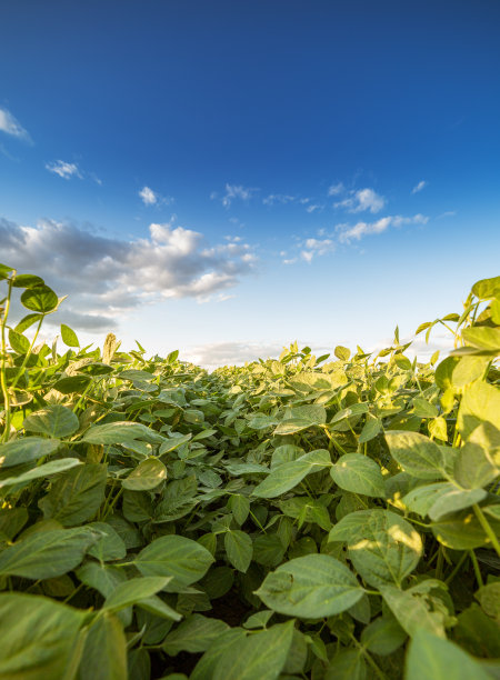 大豆图片素材ID：130553068