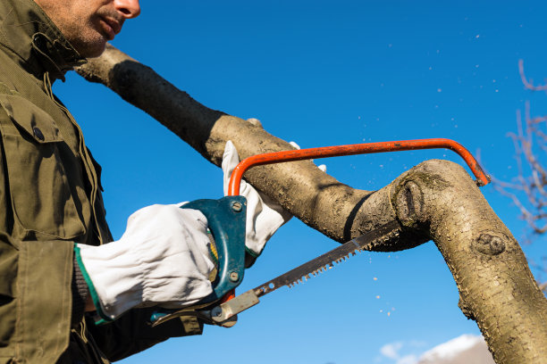 树修剪图片下载