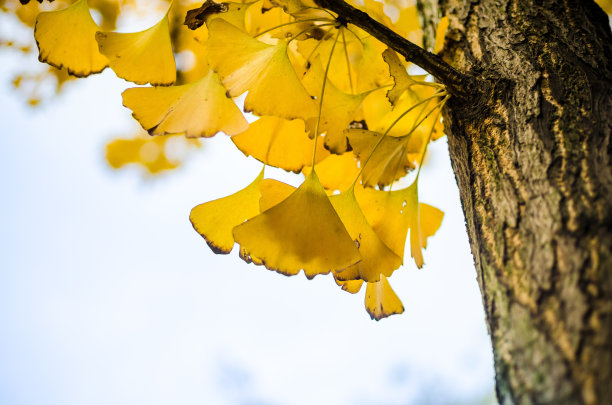 银杏在秋天图片下载