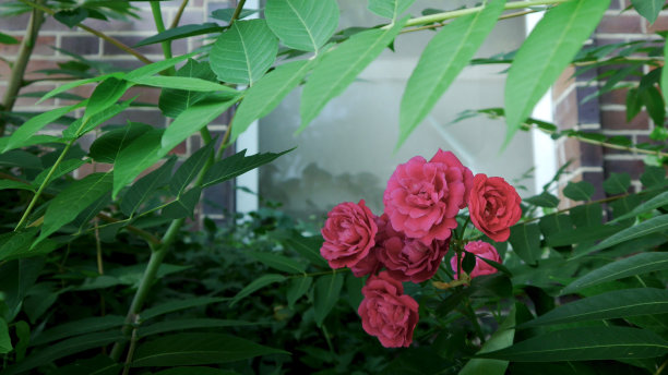 路边有粉红色的玫瑰图片下载