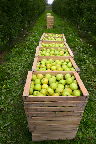 苹果装在木箱里素材图片