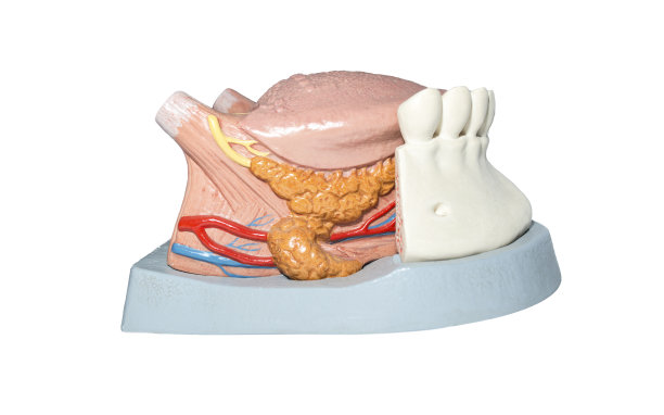 舌头和牙齿，假模型孤立图片下载