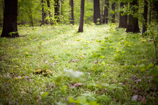 春天清新的绿林图片下载